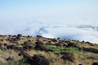 Guadalupe fog bank